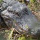Illustration for article titled Six Mile Cypress Slough - Photos